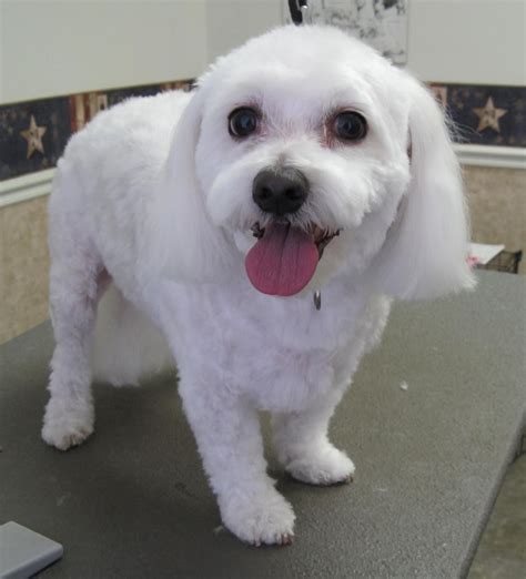 Short Maltese Haircuts Magics Pet Salon Photo Gallery More Maltese