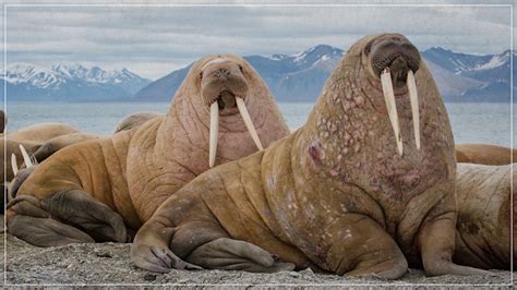 Eons How The Walrus Got Its Tusks