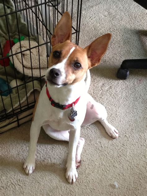 Toy Foxy Russell Jack Russell Terrier X Toy Fox Terrier Mix Jack