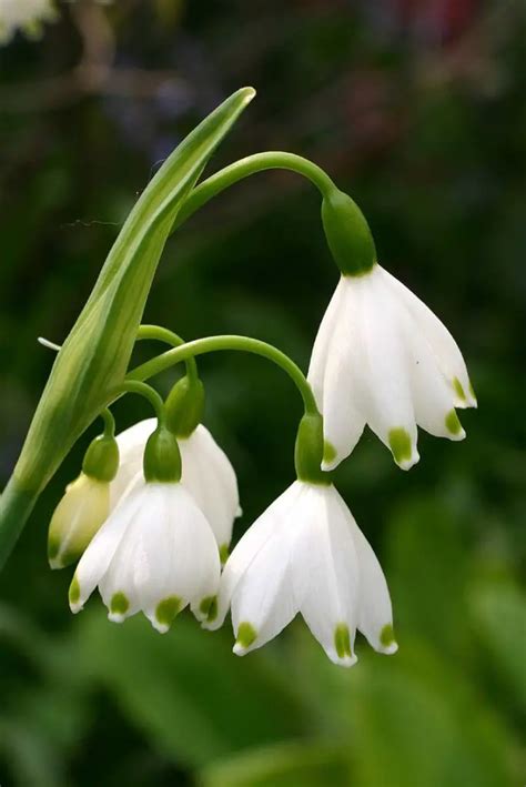 Leucojum Snowflake Flower Facts And Meaning A To Z Flowers