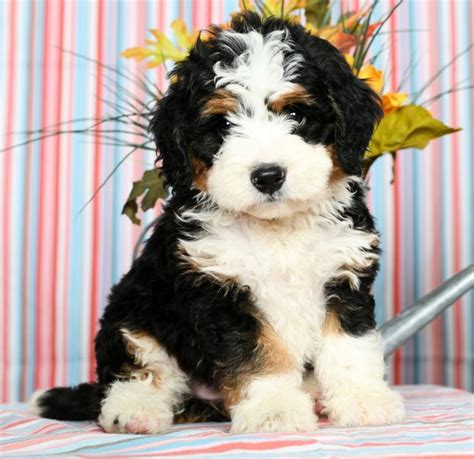 Cuddly Minibernedoodle Bernedoodle Puppy Cute Dog Pictures Dog Friends