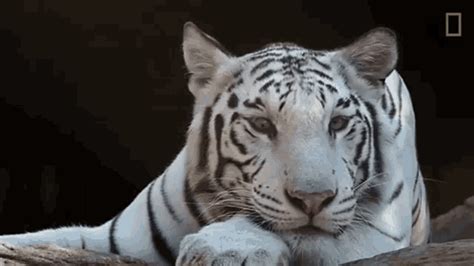 Tiger White Tiger  Tiger White Tiger White Discover And Share S