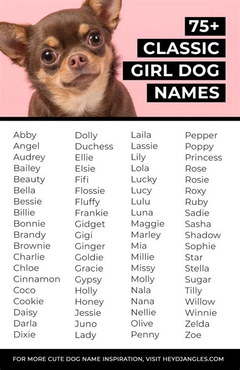 75 Classic Girl Dog Names For Timeless Puppers Hey Djangles
