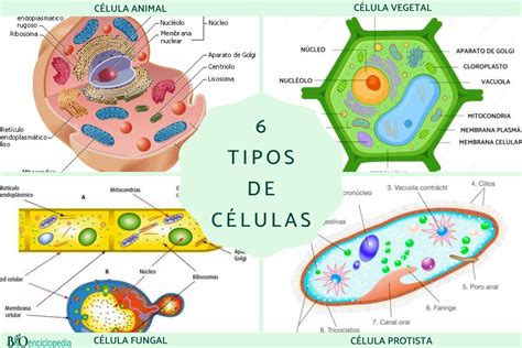 6 Tipos De Células Características Y Resumen