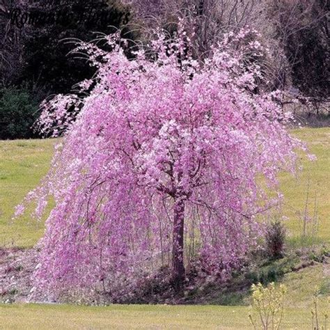 Affordable and search from millions of royalty free images, photos and vectors. Best Selling Beautiful Pink Fountain Weeping Cherry Dwarf ...