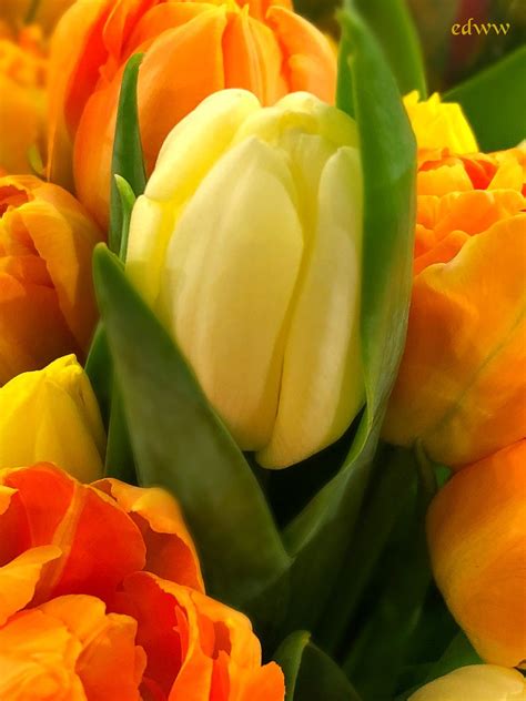 Tulips April Flowers Edww Daydae Esteemedhelga Flickr
