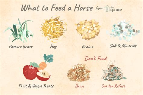 Common Feeds For Horses