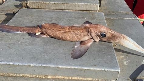 Newfoundland Fisherman Catches The Weirdest Fish Hes Ever Seen