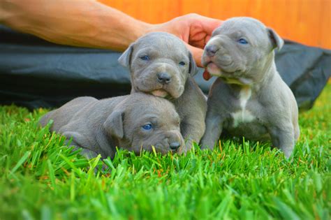 Maybe you would like to learn more about one of these? How Much Does A Pitbull Puppy Cost | Do Blue Nose Pitbulls ...