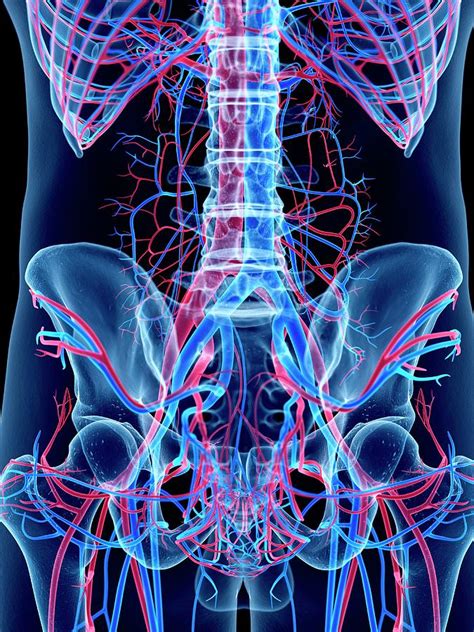 vascular system of abdomen photograph by sebastian kaulitzki science photo library fine art