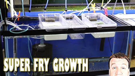Diy Fry Hatchery Growing Out Fish Fry And Eggs Youtube