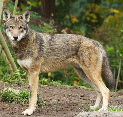 Critically Endangered Red Wolf May Be Forced Into Extinction By Gop