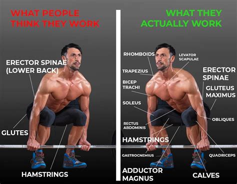 5 Types Of Deadlifts For Different Body Types