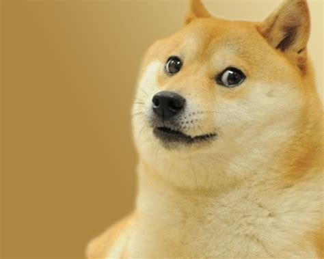 Free Download Doge Simple Doge Wallpaper 2000x1200 18360 2000x1200