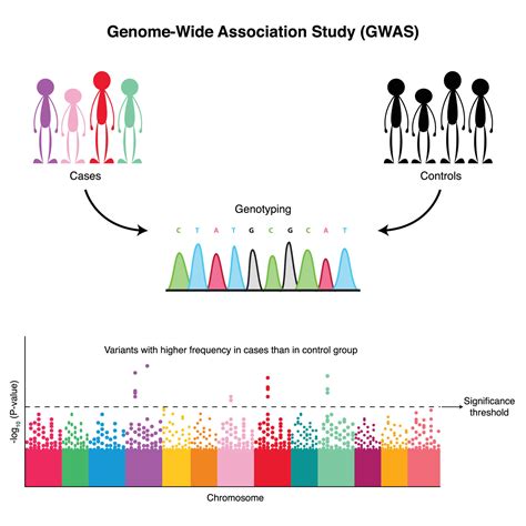 Genome Wide Association Study Diagram 7508599 Vector Art At Vecteezy