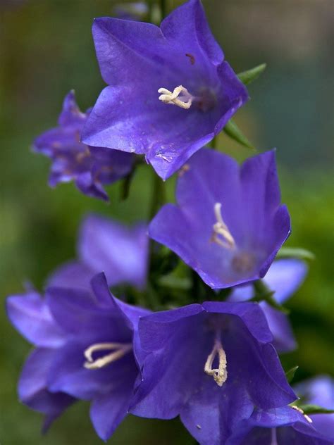 Campanula Bellflower Care Conditions For Growing Bellflowers