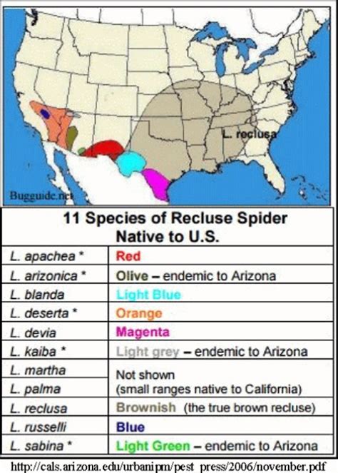 Brown Recluse Arizona Map Gennie Clementine