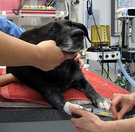 Making Anesthesia Safer For Pets