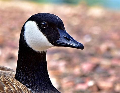 A Close Up Of A Canada Goose Photograph By Raeann Davies Pixels
