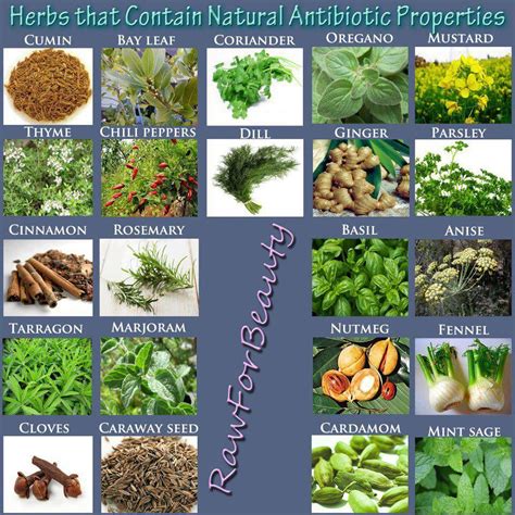 Herbs That Contain Antibiotic Properties Natural Antibiotics Herbs