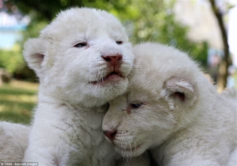 Rare White Lion Cubs Seen For First Time At Crimean Safari