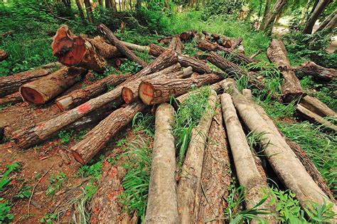 Deforestation In The Tropics Affects Climate Around The World Study