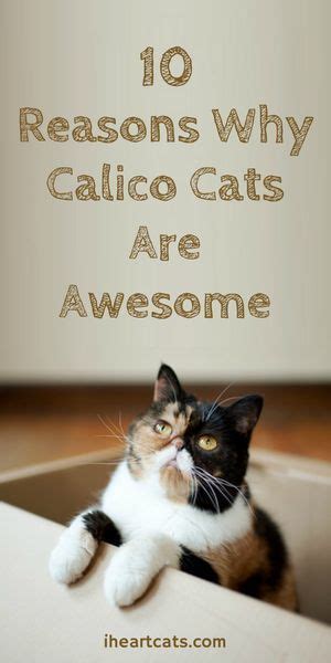 10 Reasons Why Calico Cats Are Awesome Calico Cat Facts Calico Cat