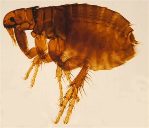 6 Different Types Of Fleas With Their Names And Characteristics