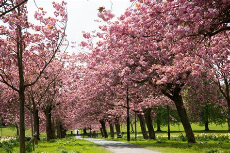 Blossoming Cherry Tree Free Stock Photo Public Domain Pictures