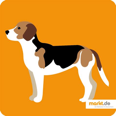 Beagle Rasseportrait Marktde Beagle Hunde Haustier