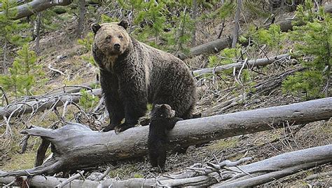 Feds Agree To Review Grizzly Protections In Contiguous Us The Daily