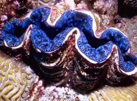 10 Interesting Clam Facts My Interesting Facts