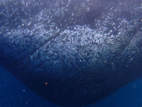 Impacts Of Fishing Forage Fish On The Fish That Feed On Forage Fish