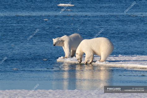 Polar Bears Standing On Icy Shore Of Svalbard Archipelago Norwegian