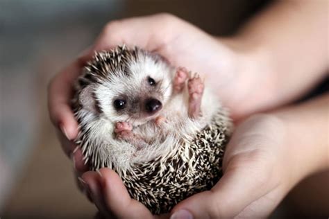 Hedgehog Facts Little Miami Veterinary Services