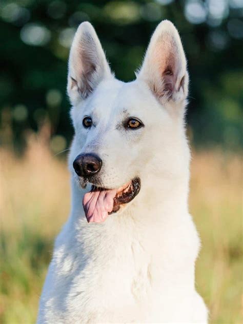 White German Shepherd Rarity Cost Temperament And More World Of Dogz