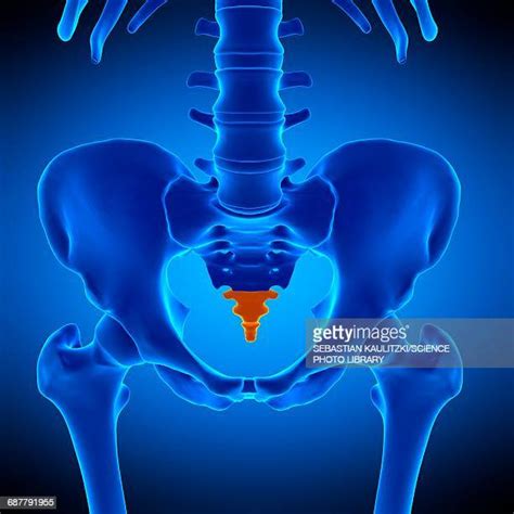 Coccyx Photos And Premium High Res Pictures Getty Images