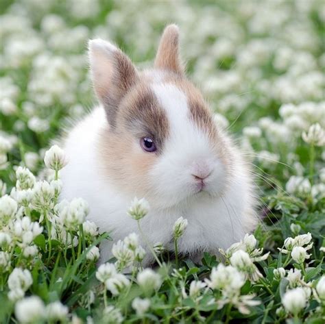 Rabbit Funny Pinterest