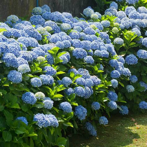 Nikko Blue Hydrangeas For Sale