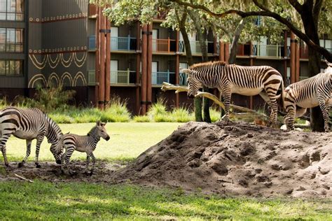 Meet The Zebra Foal Born At Disneys Animal Kingdom Lodge Chip And