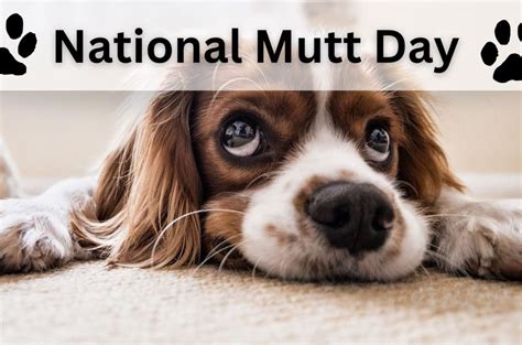 Days Of The Year 2 December Is National Mutt Day