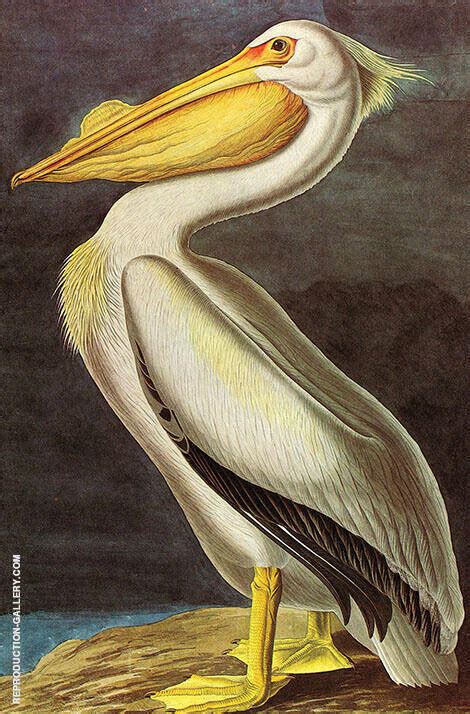 American White Pelican By John James Audubon Oil Painting Reproduction