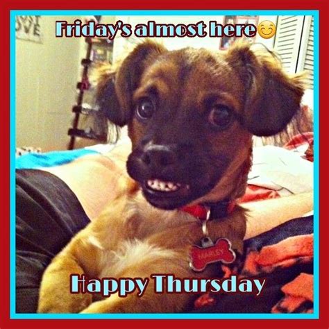 Happy Thursday Funny Dogs