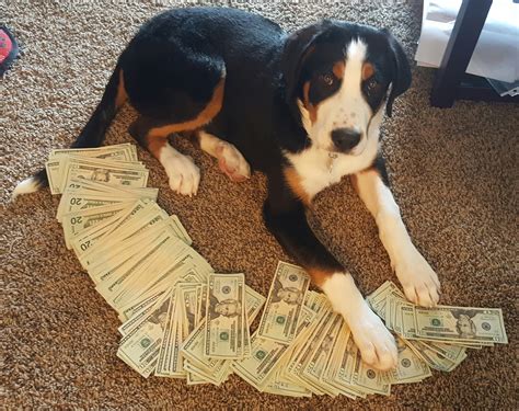 Funny Dog Pics And Videos Upvote Money Dog Or You Will Have Bank