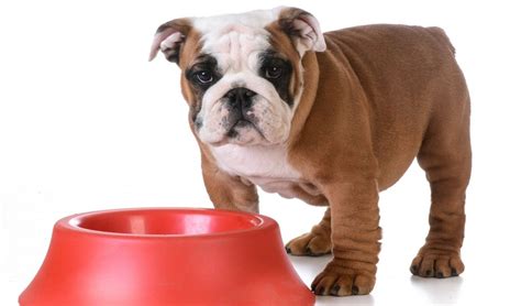 This holistic puppy vantage recipe has all of the nutrients that their developing. Best Dog Food for English Bulldogs: 6 Vet Recommended ...