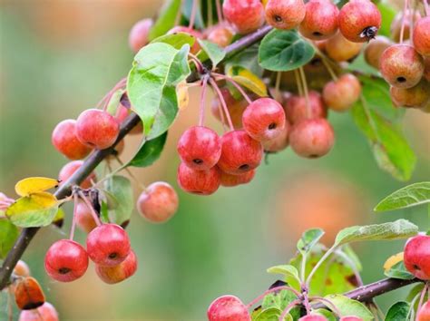 How To Look After A Crabapple Tree Growing Magazine