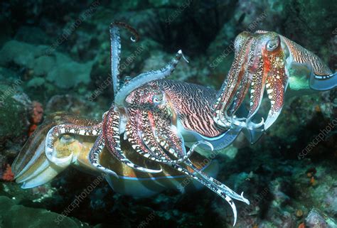 Mating Pharaoh Cuttlefish Stock Image Z5050113 Science Photo Library