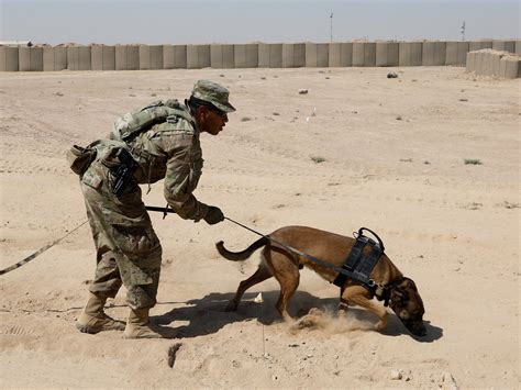 Bomb Sniffing Dogs Mistreated By Us Army After Returning From Service