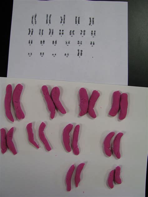 Chromosome Models Karyotyping Teaching Biology Biology