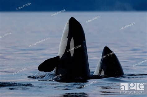 Two Northern Resident Killer Whales Orcinus Orca Spy Hopping In Queen